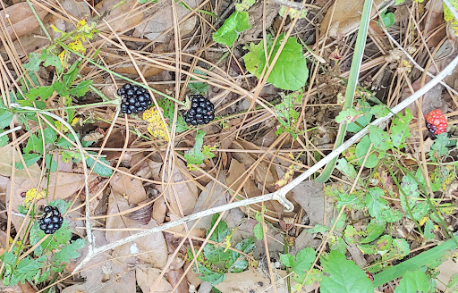 Park «West Mobile County Park», reviews and photos, 2275 Leroy Stevens Rd, Mobile, AL 36695, USA