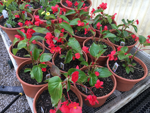 Florist «Star Florist & Greenhouses», reviews and photos, 518 Scheel St, Belleville, IL 62220, USA