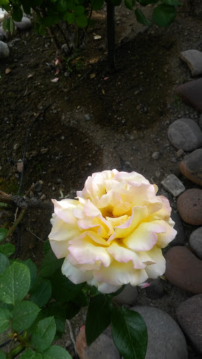 Banquet Hall «Lawlor Events Center», reviews and photos, 1664 N Virginia St, Reno, NV 89557, USA