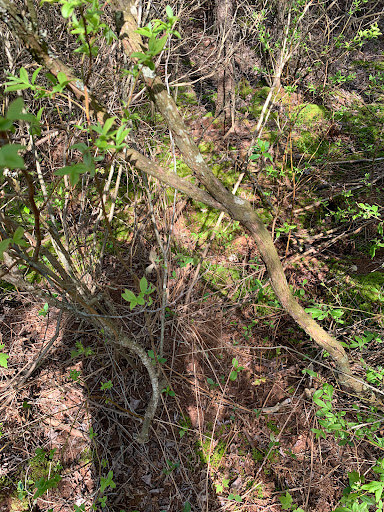 Nature Preserve «Tom S Cooperrider-Kent Bog State Nature Preserve», reviews and photos, 1028 Meloy Rd, Kent, OH 44240, USA