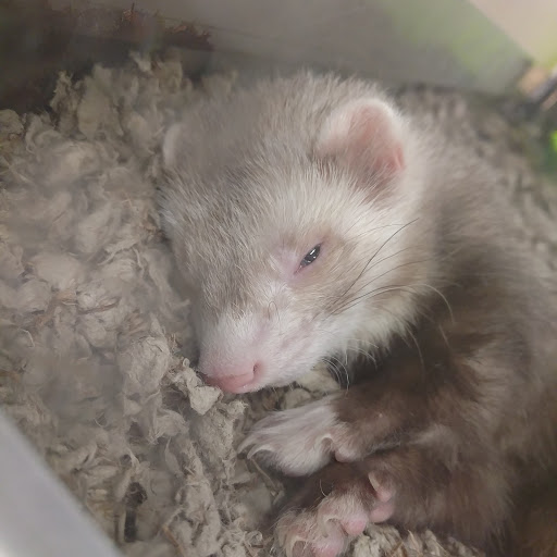 Pet Supply Store «Petco Animal Supplies», reviews and photos, 3430 W State St, Grand Island, NE 68803, USA