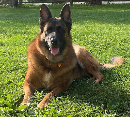 Pet Supply Store «Petco Animal Supplies», reviews and photos, 12960 Middlebrook Road #520a, Germantown, MD 20874, USA