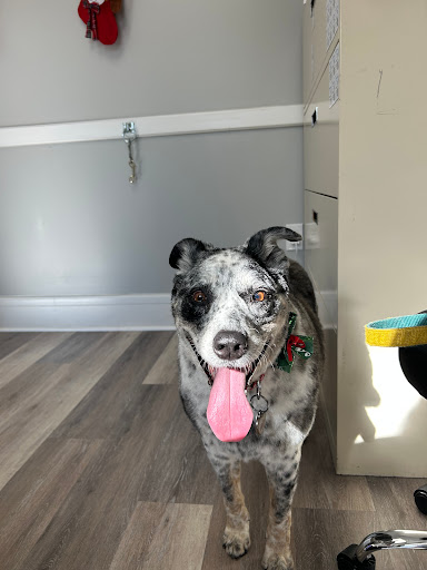 Surfs Pup Pet Grooming