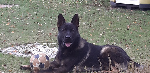 Dr.med.vet. Stefanie Dostal Tierärztin unter Langquaid, Bayern