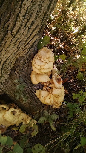 Park «Union Park», reviews and photos, 725 Thompson Ave, Des Moines, IA 50316, USA