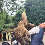Photo n° 2 de l'avis de Kefser.a fait le 08/08/2023 à 21:07 pour La Volerie des Aigles à Kintzheim