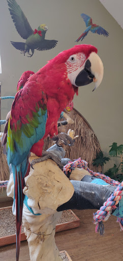 Bird Shop «Parrot & Bird Emporium Inc», reviews and photos, 360 N Westfield St, Feeding Hills, MA 01030, USA