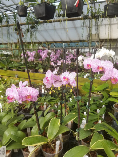 Florist «Little Brook Orchids», reviews and photos, 25 Rider Ave, Lancaster, PA 17603, USA