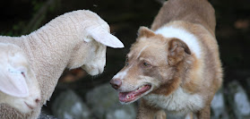 Astra Sheepdog Centre - Sheepdogs for Sale