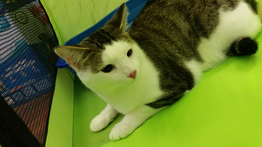 Pet Store «Pet Valu», reviews and photos, 63 Eastern Blvd N, Hagerstown, MD 21740, USA