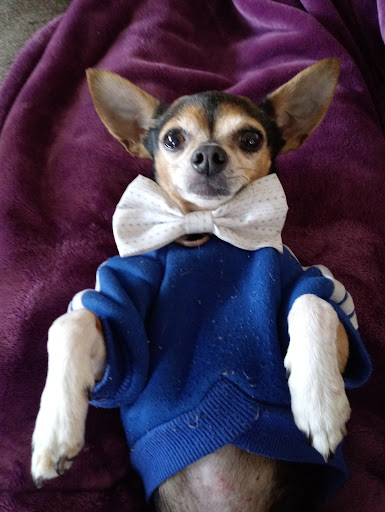South Orange County Animal Hospital image