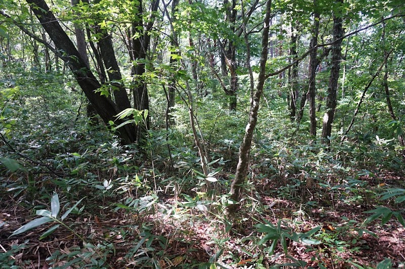 飛鳥山館跡