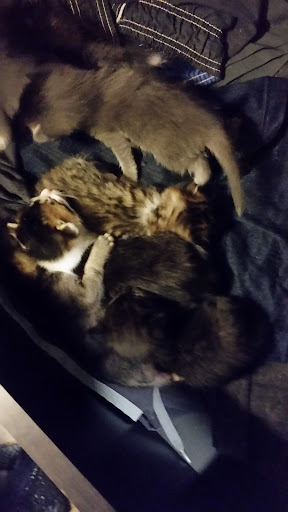 Pet Store «Pet Pals Discount Pet Foods & Supplies», reviews and photos, 3660 Soquel Dr, Soquel, CA 95073, USA