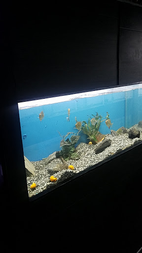 Pet Store «Aquarium Paradise», reviews and photos, 234 Washington Ave, Belleville, NJ 07109, USA