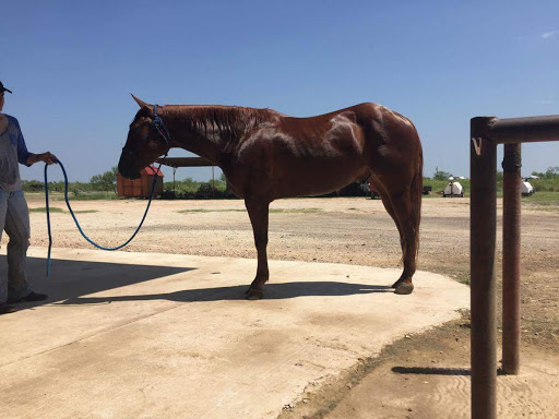 Horse trainer Laredo