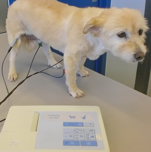 Avaliações doVetzoolar - Clínica Veterinária de Sassoeiros em Cascais - Hospital