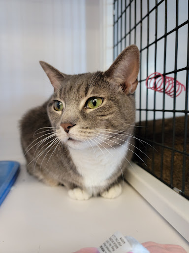 Pet Supply Store «Pet Supplies Plus», reviews and photos, 1258 Northlake Blvd, Lake Park, FL 33403, USA