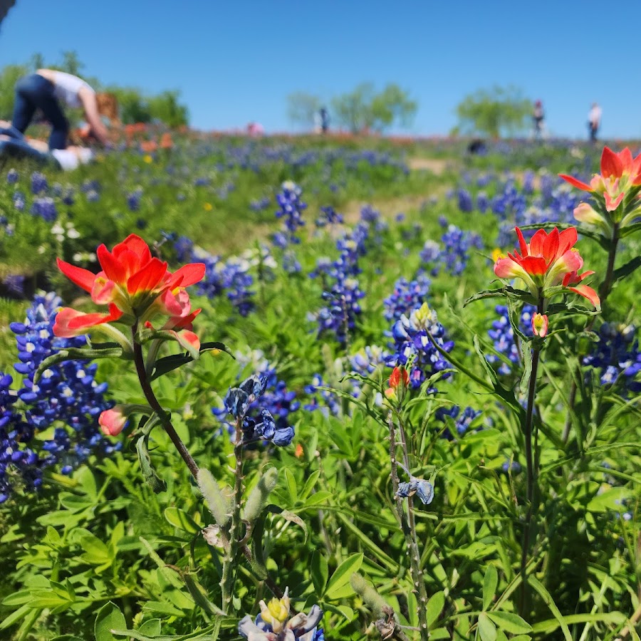 Bluebonnet Park