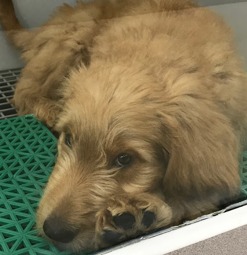 Pet Store «Petland», reviews and photos, 920 Hebron Rd, Heath, OH 43056, USA