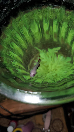 Pet Supply Store «Petco Animal Supplies», reviews and photos, 891 NE D St, Grants Pass, OR 97526, USA