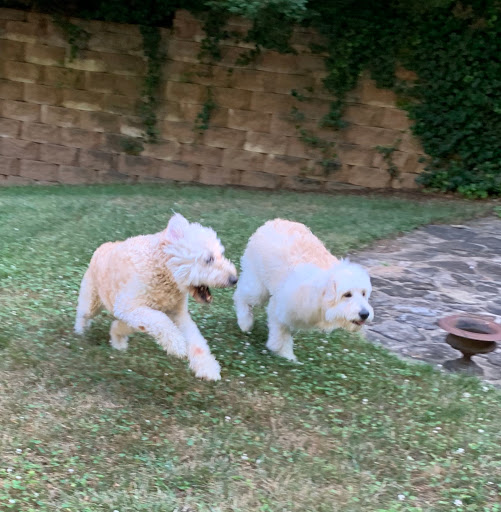 Pet Boarding Service «About Pets Center», reviews and photos, 1604 Conehurst Blvd, Salem, VA 24153, USA