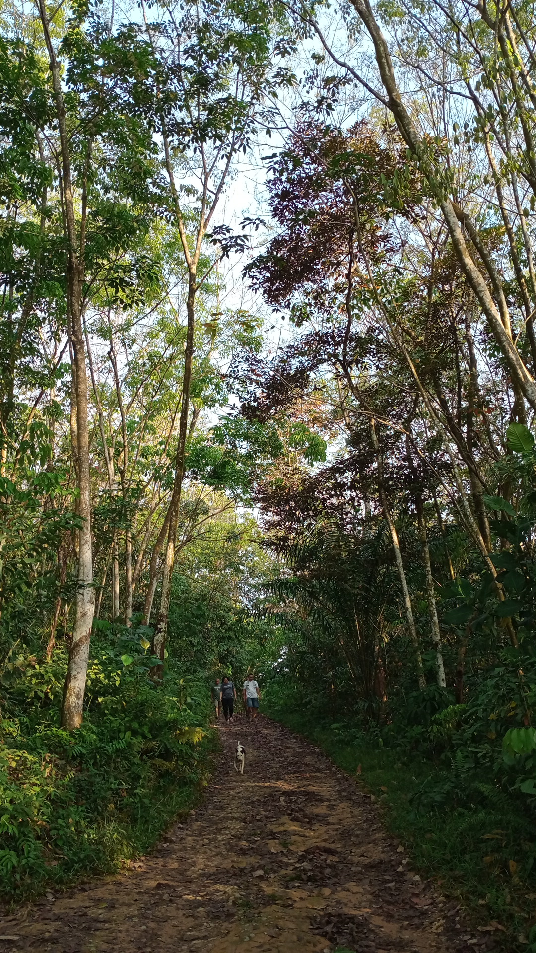 Bukit Serdang Community Forest Trail Head