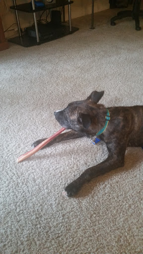 Pet Supply Store «Unleashed the Dog & Cat Store», reviews and photos, 7414 Creedmoor Rd, Raleigh, NC 27613, USA