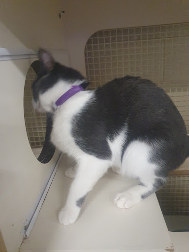 Pet Supply Store «Petco Animal Supplies», reviews and photos, 6416 Carlisle Pike #300, Mechanicsburg, PA 17050, USA