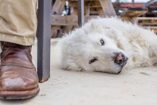 Winery «Hilmy Cellars - Vineyards, Winery & Tasting Room», reviews and photos, 12346 US-290, Fredericksburg, TX 78624, USA