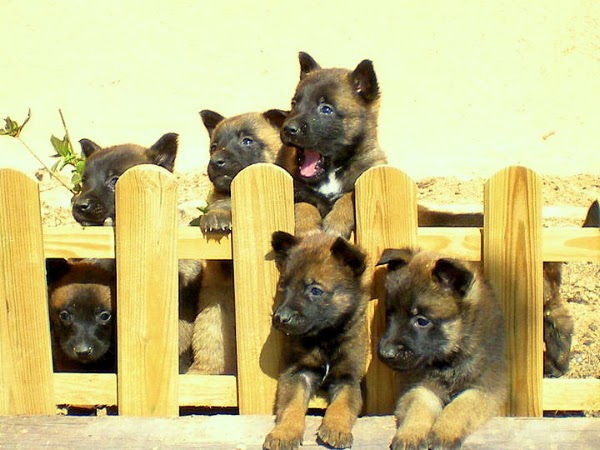 Centro Canino Nudacan Navarra