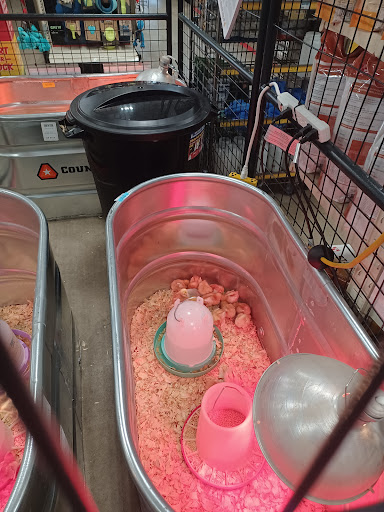 Home Improvement Store «Tractor Supply Co.», reviews and photos, 10161 Lochridge Blvd, Covington, GA 30014, USA