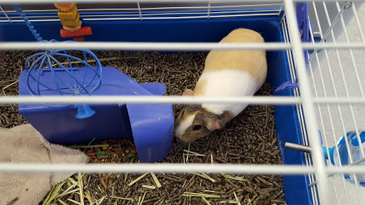 Pet Supply Store «Petco Animal Supplies», reviews and photos, 1080 S Main St, Kernersville, NC 27284, USA