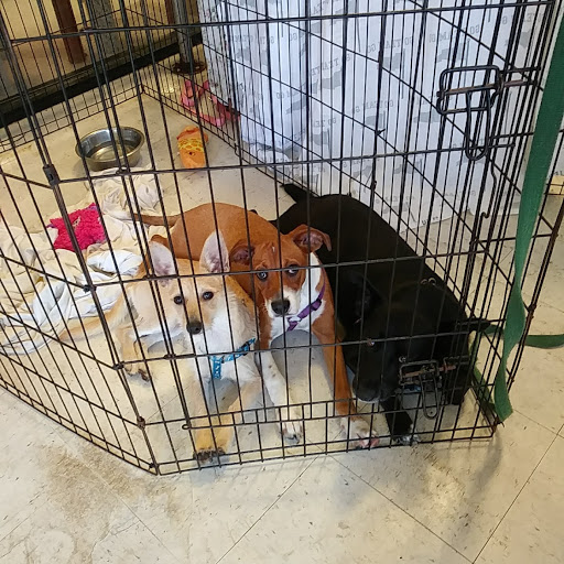 Pet Supply Store «PetSmart», reviews and photos, 2435 NW Federal Hwy, Stuart, FL 34994, USA