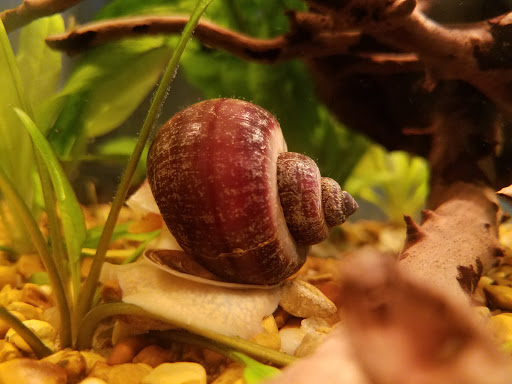 Pet Store «Pet Land», reviews and photos, 1450 Fort Campbell Blvd, Clarksville, TN 37042, USA