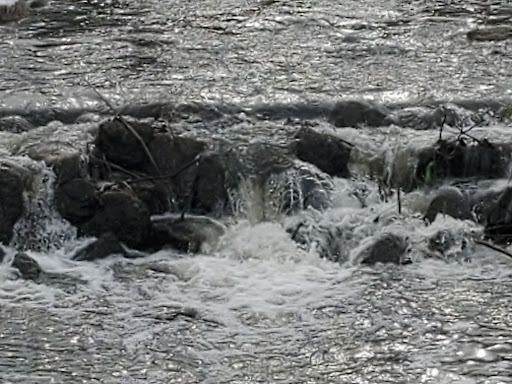 Nature Preserve «Buffalo Creek Forest Preserve», reviews and photos, 18163 W Checker Rd, Long Grove, IL 60047, USA