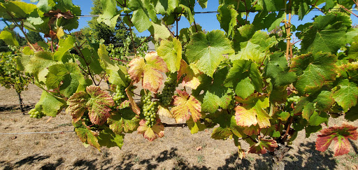 Vineyard «Cubanisimo Vineyards», reviews and photos, 1754 Best Rd NW, Salem, OR 97304, USA