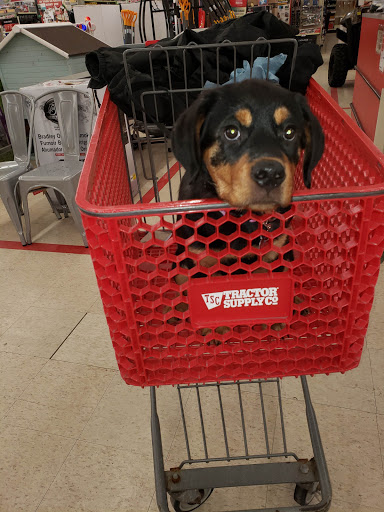 Home Improvement Store «Tractor Supply Co.», reviews and photos, 1149 E Main St, Ravenna, OH 44266, USA