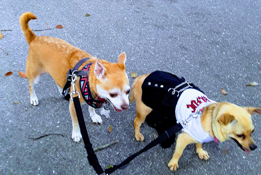 Park «Henry & Ola Park», reviews and photos, 502 W Henry Ave, Tampa, FL 33604, USA