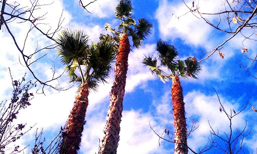 Green Touch Tree and Landscaping Services image