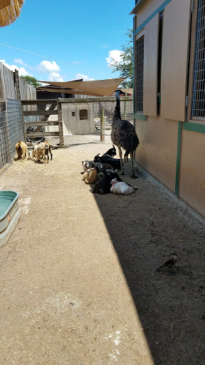 Non-Profit Organization «Big Cat Habitat & Gulf Coast Sanctuary», reviews and photos, 7101 Palmer Blvd, Sarasota, FL 34240, USA