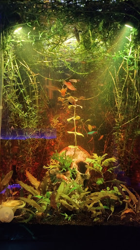 Tropical Fish Store «somethingFISHY», reviews and photos, 1977 Alafaya Trail #1091, Oviedo, FL 32765, USA