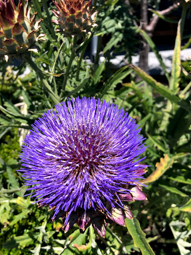 Grocery Store «Community Market at the Barlow», reviews and photos, 6762 Sebastopol Ave #100, Sebastopol, CA 95472, USA