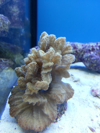 Pet Supply Store «Pet Club Rancho Cordova», reviews and photos, 2344 Sunrise Blvd, Rancho Cordova, CA 95670, USA