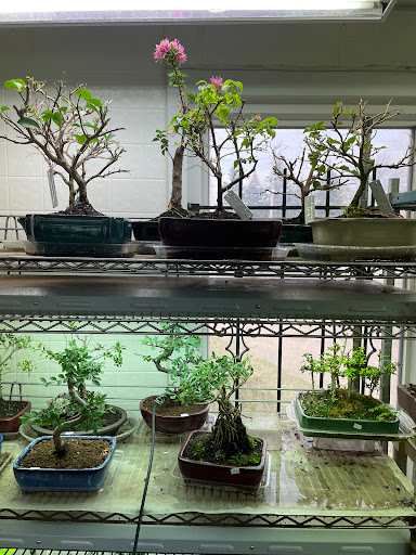 Bonsai plant supplier Warren