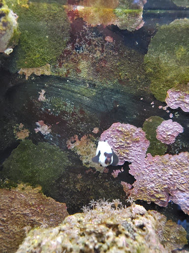 Tropical Fish Store «Marine Oasis», reviews and photos, 5340 W Ridge Rd, Spencerport, NY 14559, USA