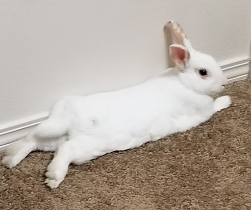 Pet Supply Store «PetSmart», reviews and photos, 7616 Denton Hwy #532, Watauga, TX 76148, USA