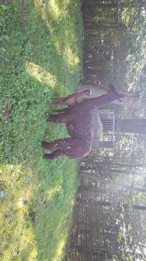 Zoo «The Petting Zoo at Breezeway Farm», reviews and photos, 161 Anawana Lake Road, Monticello, NY 12701, USA