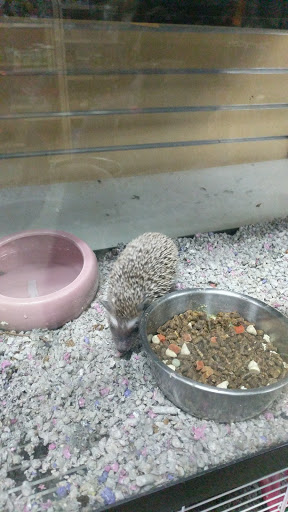 Pet Store «Everything Pets», reviews and photos, 1506 Altamont Ave, Schenectady, NY 12303, USA