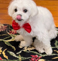 Sitters For Your Critters - Photo 2 - Car repair in , Queens