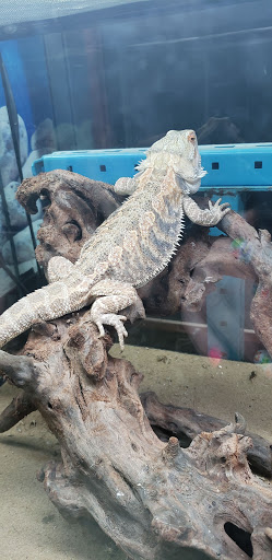 Reptile Store «The House Of Reptiles», reviews and photos, 5501-1 Beach Blvd, Jacksonville, FL 32207, USA